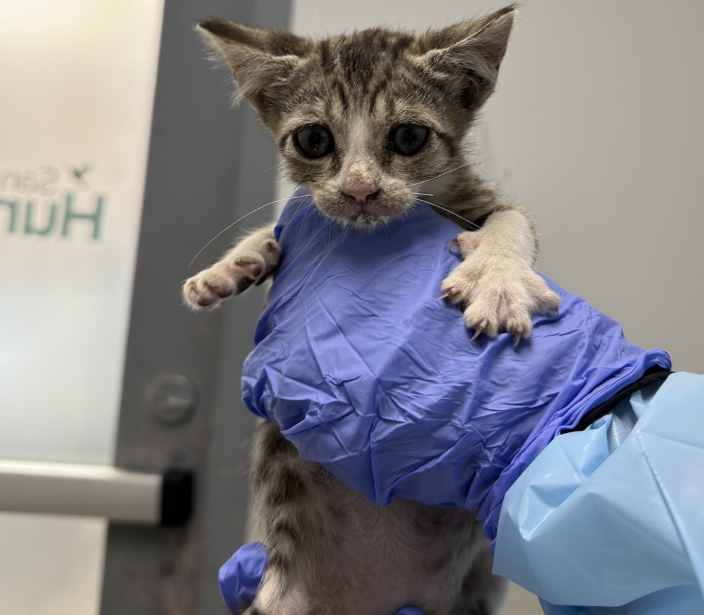 Shelter Stray Female Cat last seen neighborhood, San Diego, CA, 92139, San Diego, CA 92110