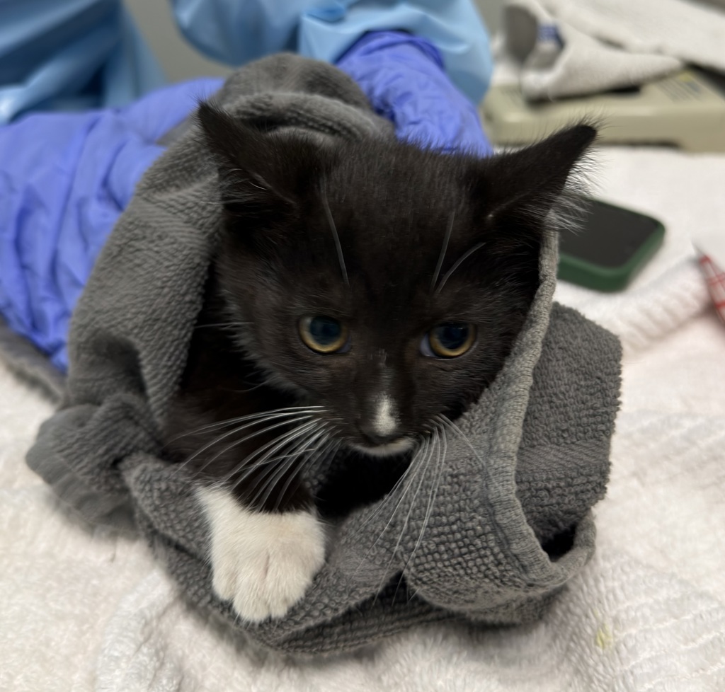 Shelter Stray Female Cat last seen neighborhood, San Diego, CA, 92139, San Diego, CA 92110