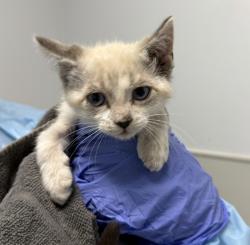 Shelter Stray Male Cat last seen neighborhood, San Diego, CA, 92139, San Diego, CA 92110
