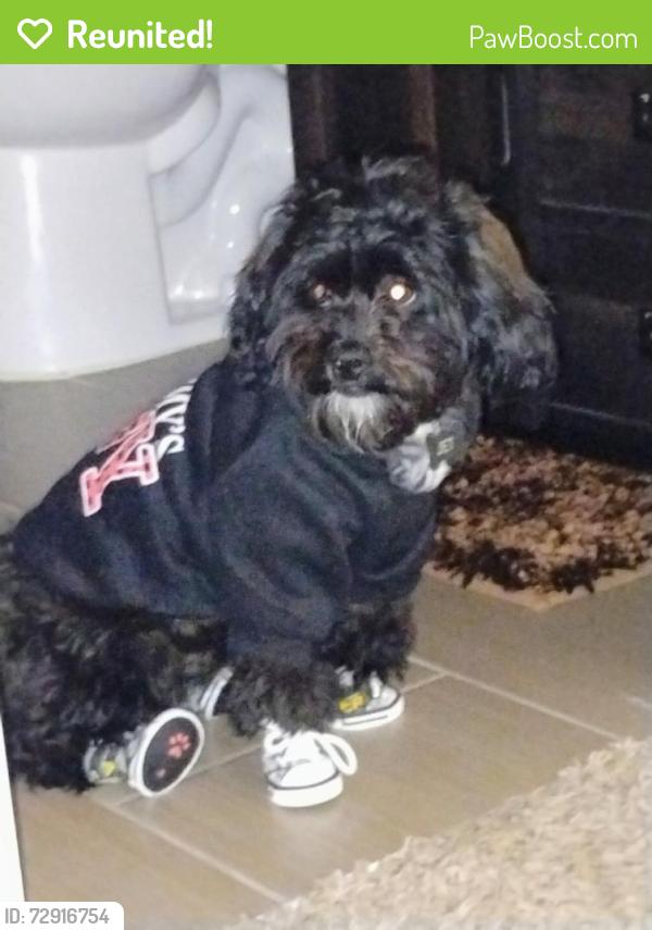 Reunited Male Dog last seen Rocksprings & Vegas dr , Las Vegas, NV 89128