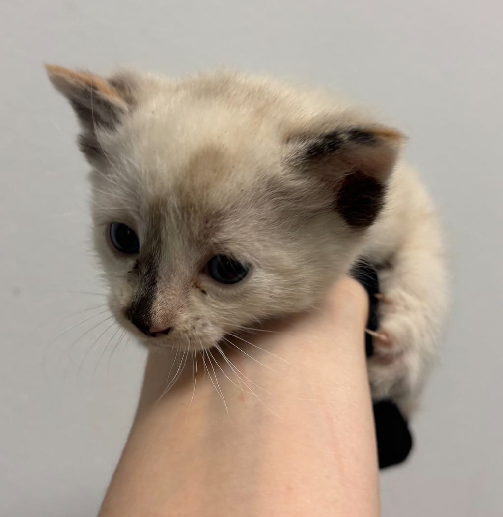 Shelter Stray Female Cat last seen Near Camberieg Court, San Diego, CA, 92154, San Diego, CA 92110