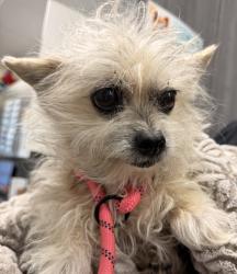 Shelter Stray Female Dog last seen Old Oak Drive, San Diego, CA, 92115, San Diego, CA 92110