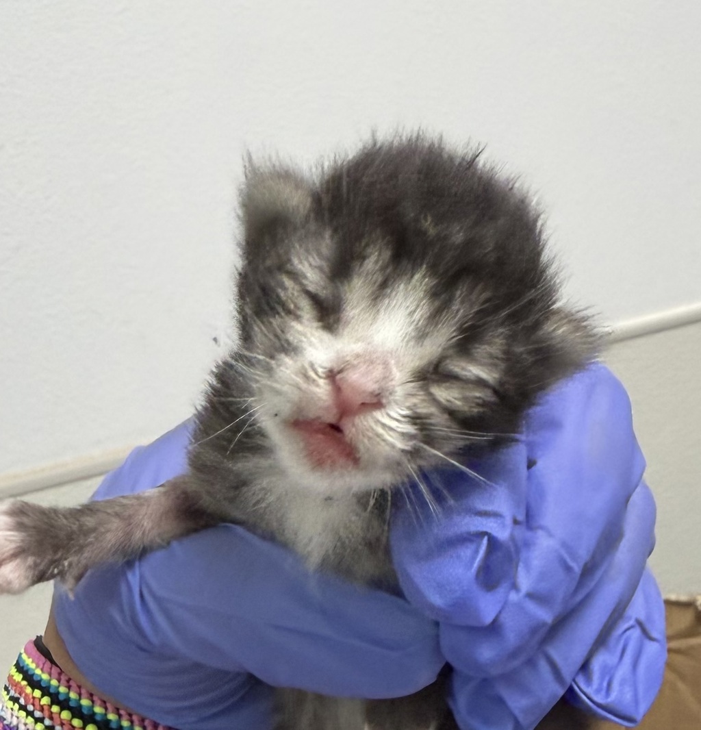 Shelter Stray Female Cat last seen J Street, San Diego, CA, 92101, San Diego, CA 92110