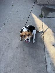 Reunited Female Dog last seen Klingerman and Leafdale , El Monte, CA 91732