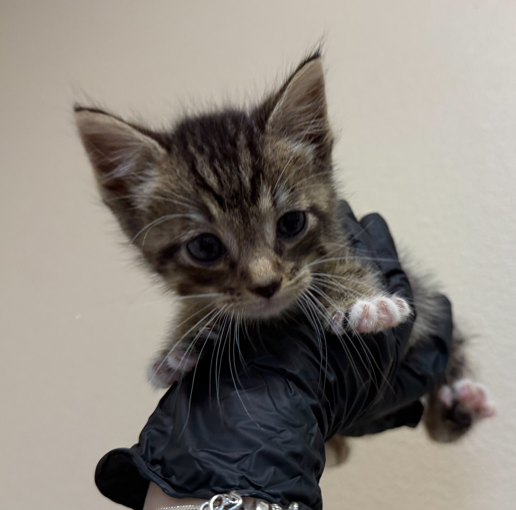 Shelter Stray Female Cat last seen S Ash Street, Escondido, CA, 92026, Oceanside, CA 92058