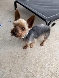 Reunited Male Dog last seen Near Canyon Wy, Richmond, TX 77469, USA, Richmond, TX 77469