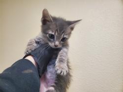 Shelter Stray Female Cat last seen Near Los Arbolitos Boulevard, Oceanside, CA, 92058, Oceanside, CA 92058
