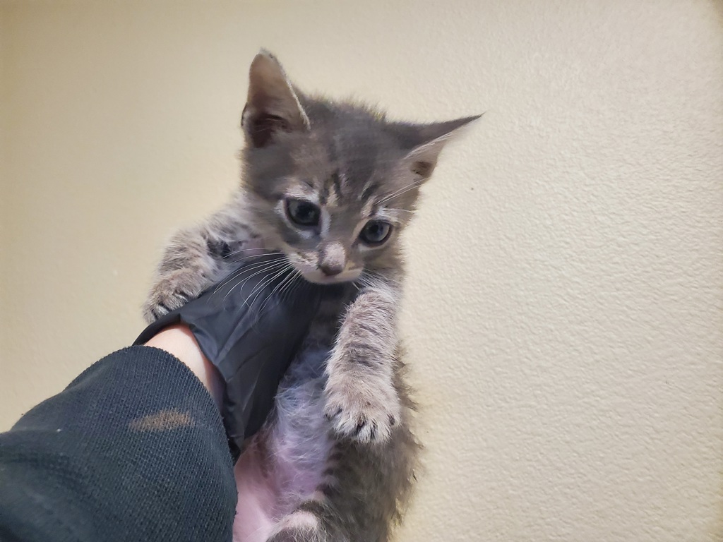 Shelter Stray Female Cat last seen Near Los Arbolitos Boulevard, Oceanside, CA, 92058, Oceanside, CA 92058