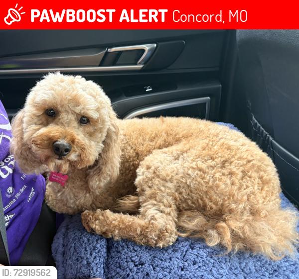 Lost Female Dog last seen Larkspur, Concord, MO 63123