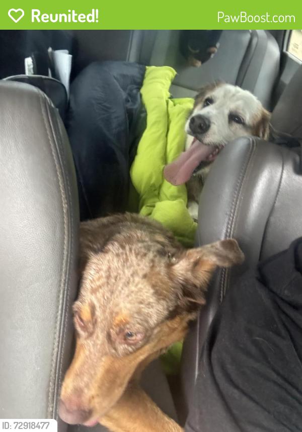 Reunited Male Dog last seen Delmar ct and tylerstone, Harnett County, NC 27526