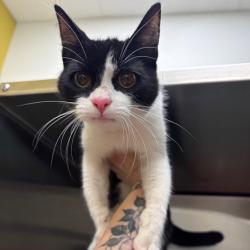 Found/Stray Female Cat last seen Illinois Ave & Center St, Salem, OR 97301