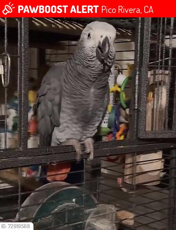 Lost Male Bird last seen Aero Drive, Pico Rivera, CA 90660