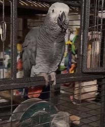 Lost Male Bird last seen Aero Drive, Pico Rivera, CA 90660