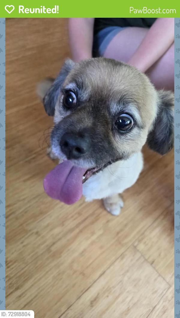 Reunited Male Dog last seen SCHOOL AND WHEELER, Madison, WI 53704