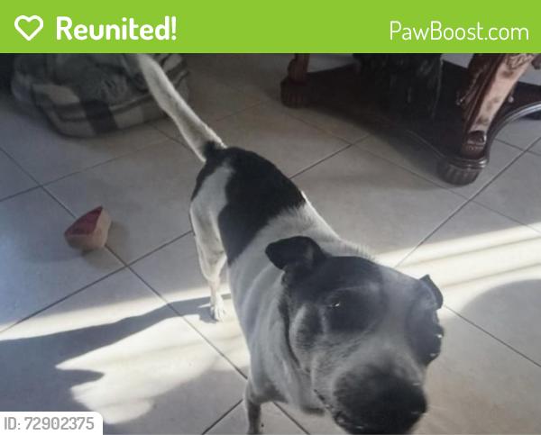 Reunited Male Dog last seen Havenscourt, Oakland, CA, USA, Oakland, CA 94621
