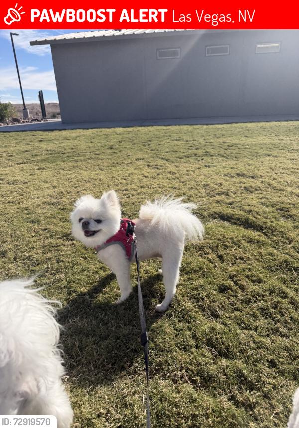 Lost Female Dog last seen Charleston and sloan, Las Vegas, NV 89142