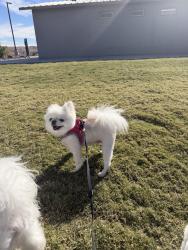 Lost Female Dog last seen Charleston and sloan, Las Vegas, NV 89142