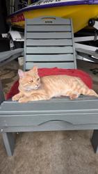 Found/Stray Male Cat last seen Keller haslet, Fort Worth, TX 76244