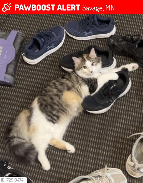Lost Female Cat last seen S Park Drive & O’Connell Avenue, Savage, MN 55378