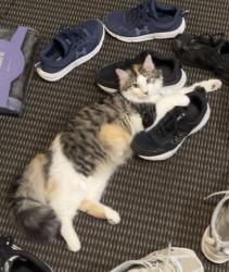 Lost Female Cat last seen S Park Drive & O’Connell Avenue, Savage, MN 55378