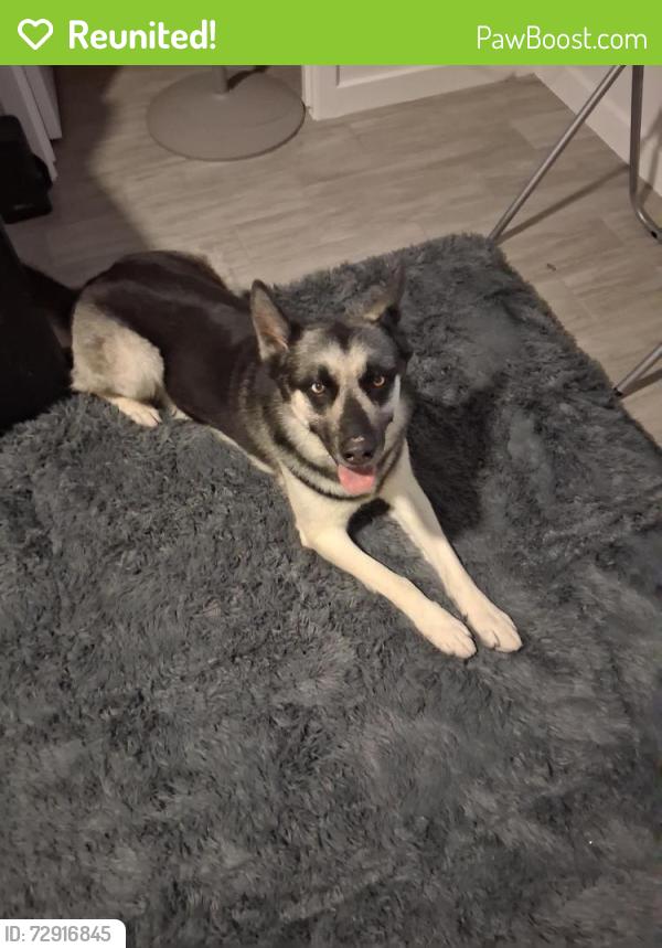 Reunited Male Dog last seen Diana/176th lane, Waddell, AZ 85355