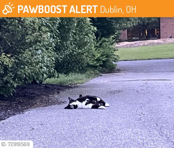 Found/Stray Unknown Cat last seen Grizel Middle School, Dublin, OH 43016