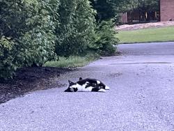 Found/Stray Unknown Cat last seen Grizel Middle School, Dublin, OH 43016