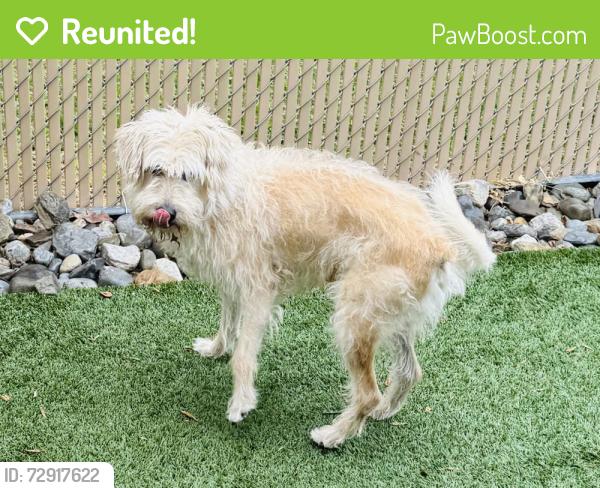 Reunited Male Dog last seen Gourley Ave, Clifton, NJ 07013