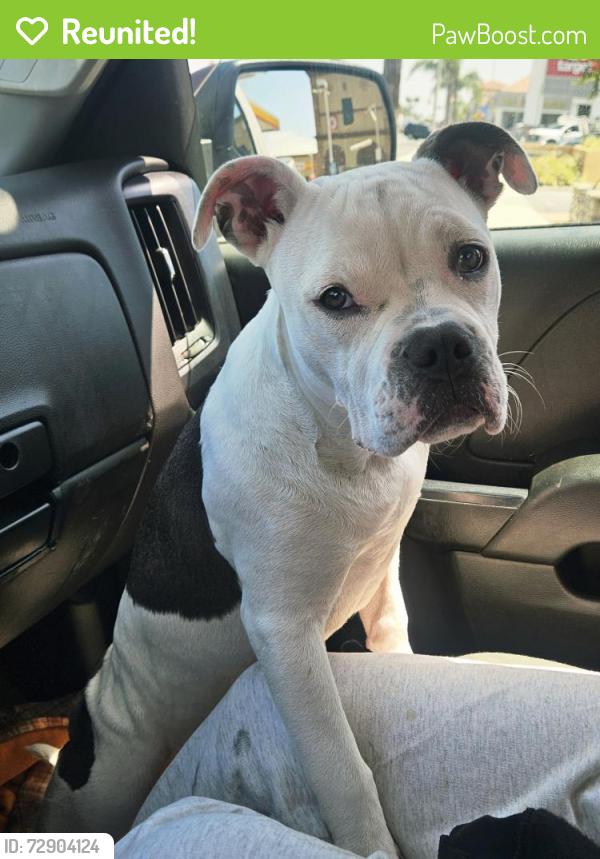 Reunited Female Dog last seen anza and pch , Torrance, CA 90505