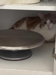 Reunited Female Cat last seen Near Fenton parkway , San Diego, CA 92108