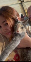 Reunited Female Cat last seen Near Rush St South El Monte, CA  91733 United States, South El Monte, CA 91733