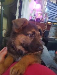 Found/Stray Female Dog last seen 90th Ave & Dowling Ave. Oakland, CA., Oakland, CA 94605