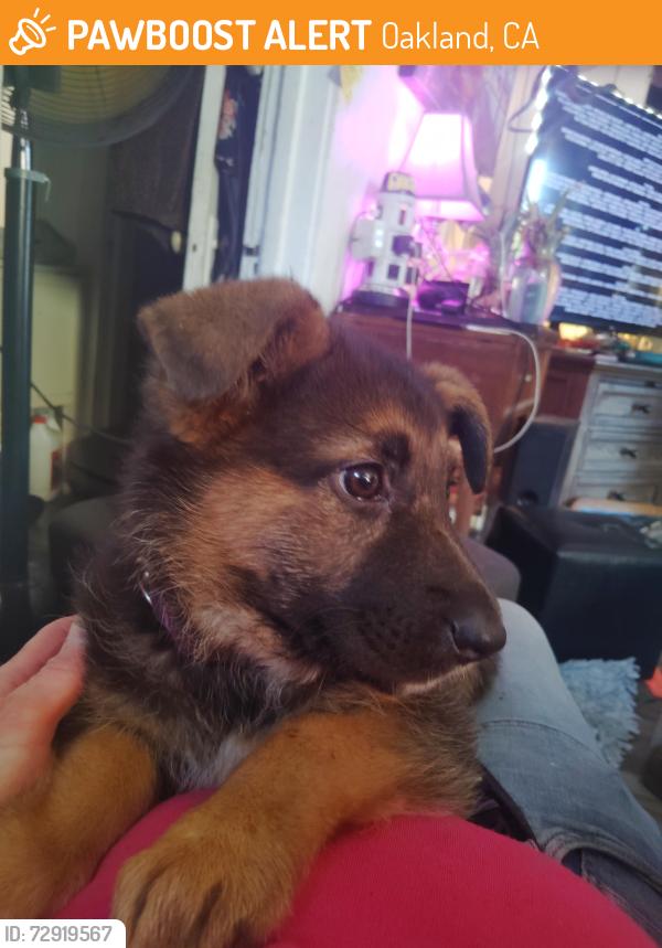Found/Stray Female Dog last seen 90th Ave & Dowling Ave. Oakland, CA., Oakland, CA 94605
