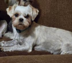 Reunited Female Dog last seen Near Gowen Rd, Manchester, TN 37355, USA, Manchester, TN 37355