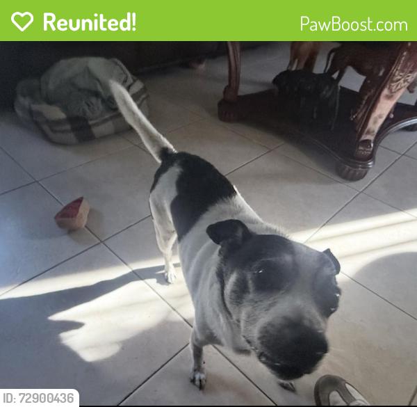 Reunited Male Dog last seen Lockwood St, Oakland, CA 94621, USA, Oakland, CA 94621