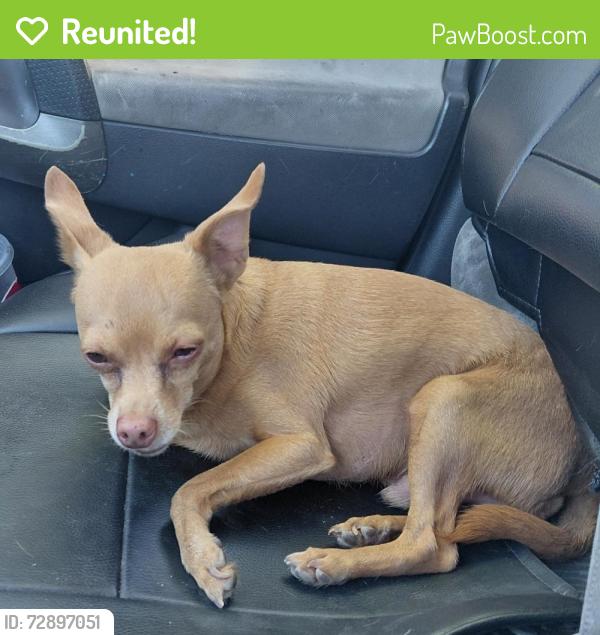 Reunited Male Dog last seen Roseville Rd Light Rail Station, Sacramento, CA 95838
