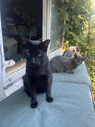 Lost Male Cat last seen 95th and kedzie, Chicago, IL 60805