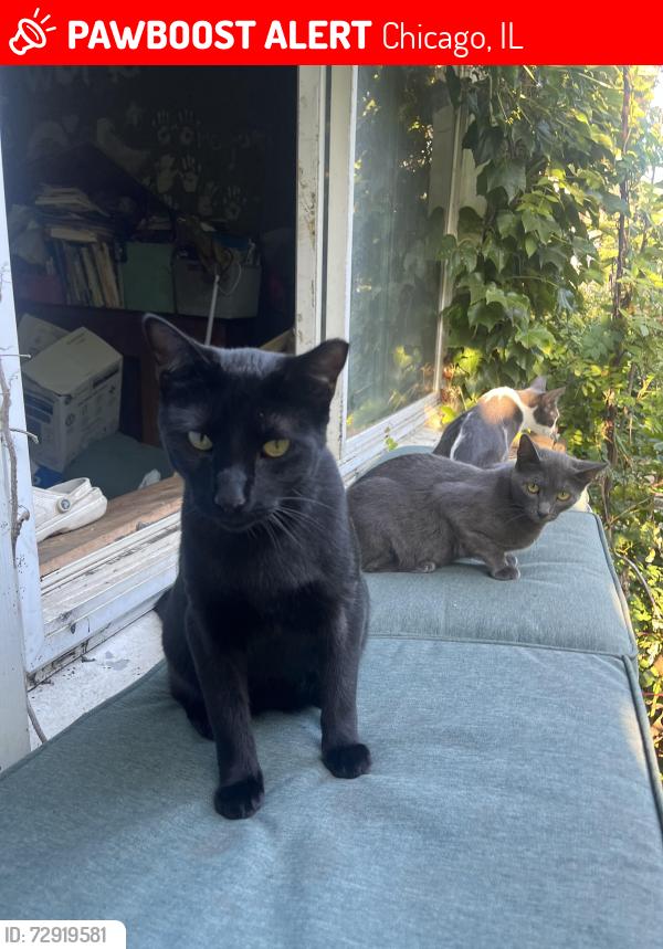 Lost Male Cat last seen 95th and kedzie, Chicago, IL 60805