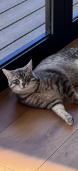 Lost Male Cat last seen Fern Prairie Market, Camas, WA 98607