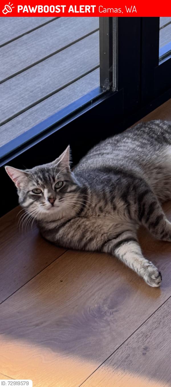 Lost Male Cat last seen Fern Prairie Market, Camas, WA 98607