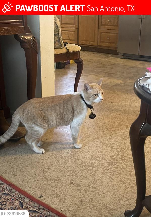 Lost Male Cat last seen family dollar , San Antonio, TX 78242