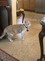 Lost Male Cat last seen family dollar , San Antonio, TX 78242