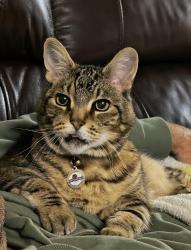 Lost Male Cat last seen Wilburton, Bellevue WA, Bellevue, WA 98005