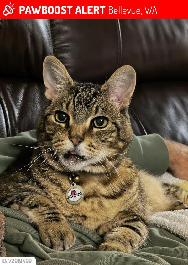 Lost Male Cat last seen Wilburton, Bellevue WA, Bellevue, WA 98005