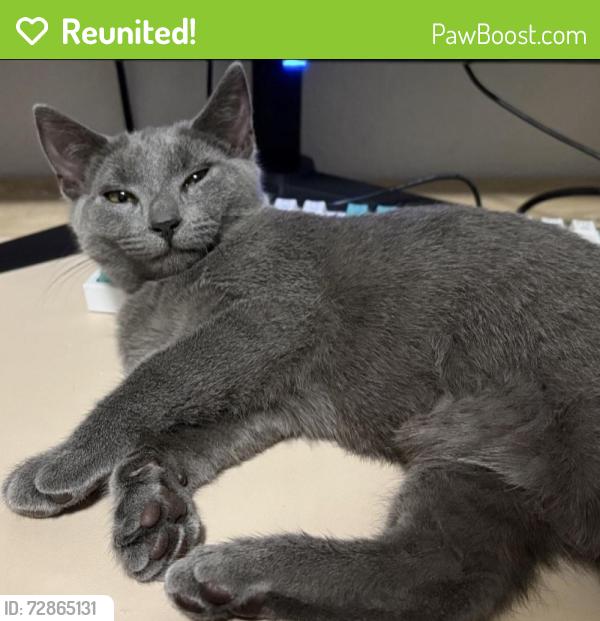 Reunited Female Cat last seen Royal Palm Blvd between Coral Springs and Coral Ridge Dr, Coral Springs, FL 33071