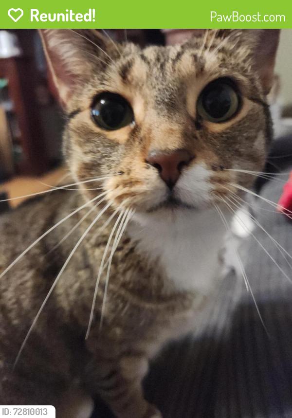 Reunited Female Cat last seen Armour and Swift, Cudahy, WI 53110