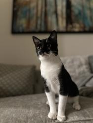 Lost Male Cat last seen Near Eastway Ave , Burke County, NC 28655