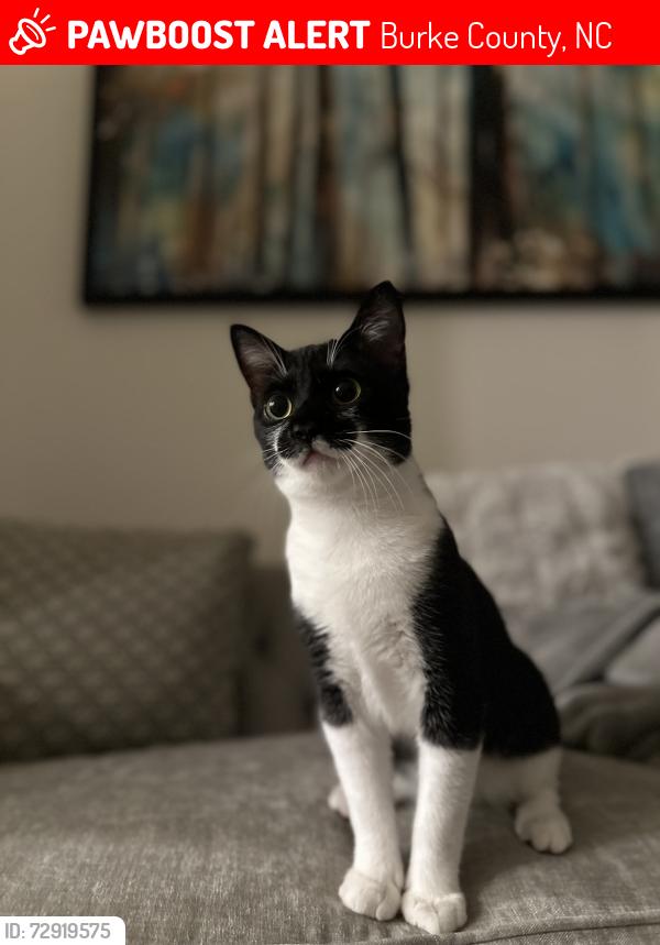 Lost Male Cat last seen Near Eastway Ave , Burke County, NC 28655