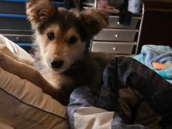 Reunited Female Dog last seen Germantown town/ mt Carmel , Wilkesboro, NC 28697