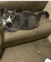 Lost Female Cat last seen 65/195a, Surrey, BC V4N 6J8